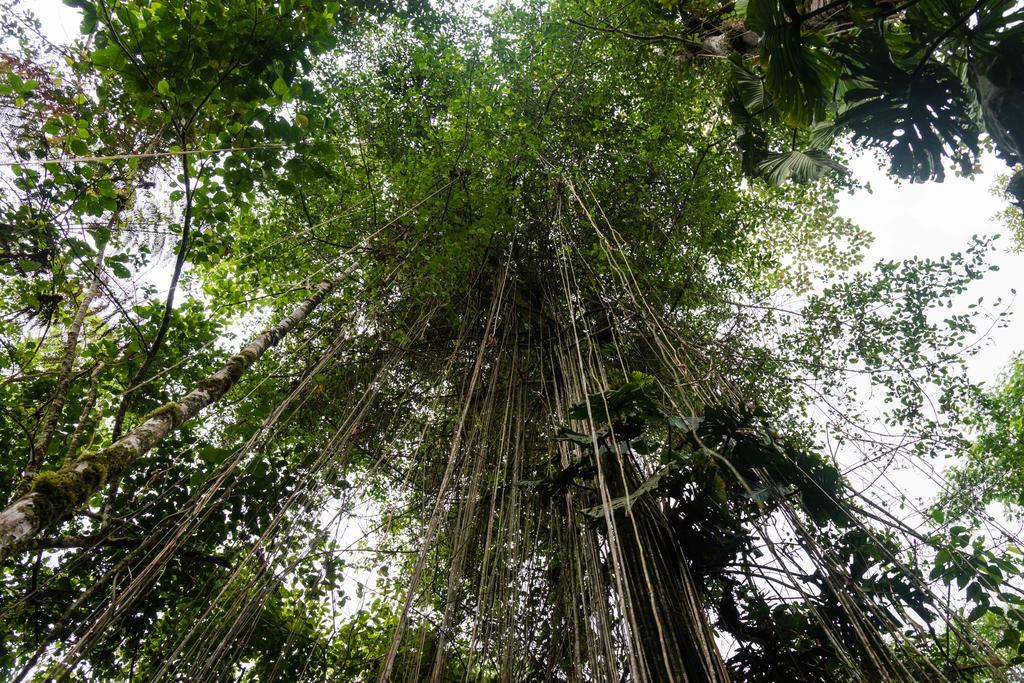 Hakuna Matata Amazon Lodge Archidona Exterior photo